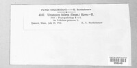 Uromyces fallens image
